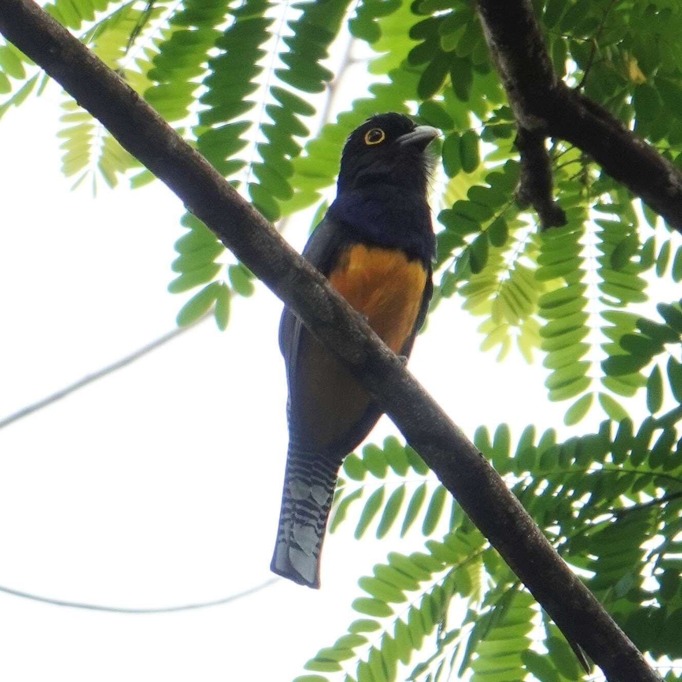 Слика од Trogon violaceus Gmelin & JF 1788