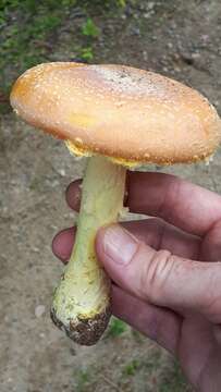 Image of Salmon amanita