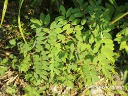 Plancia ëd Indigofera zollingeriana Miq.