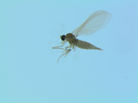 539.scino bf sci 01367 1476302502 jpg.580x360