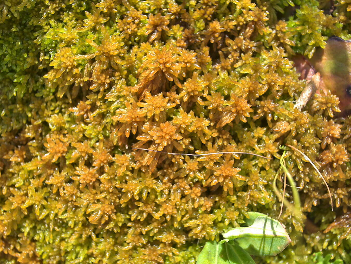 Sphagnum africanum Welwitsch & Duby 1872的圖片