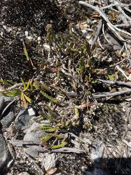 Image of Sprengelia distichophylla (Rodway) W. M. Curtis