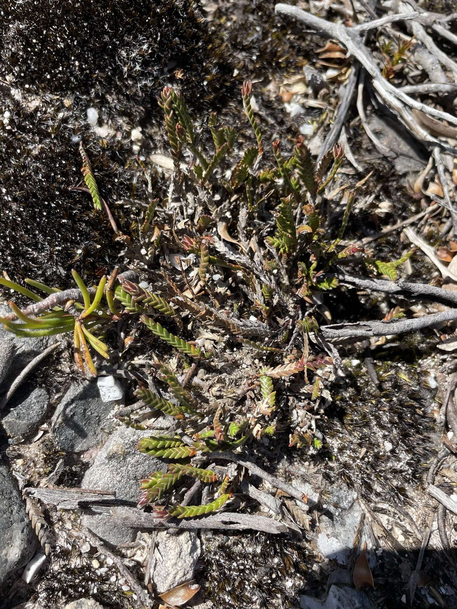 Image of Sprengelia distichophylla (Rodway) W. M. Curtis