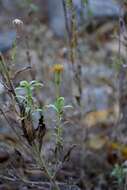 Image of Oregon False Golden-Aster