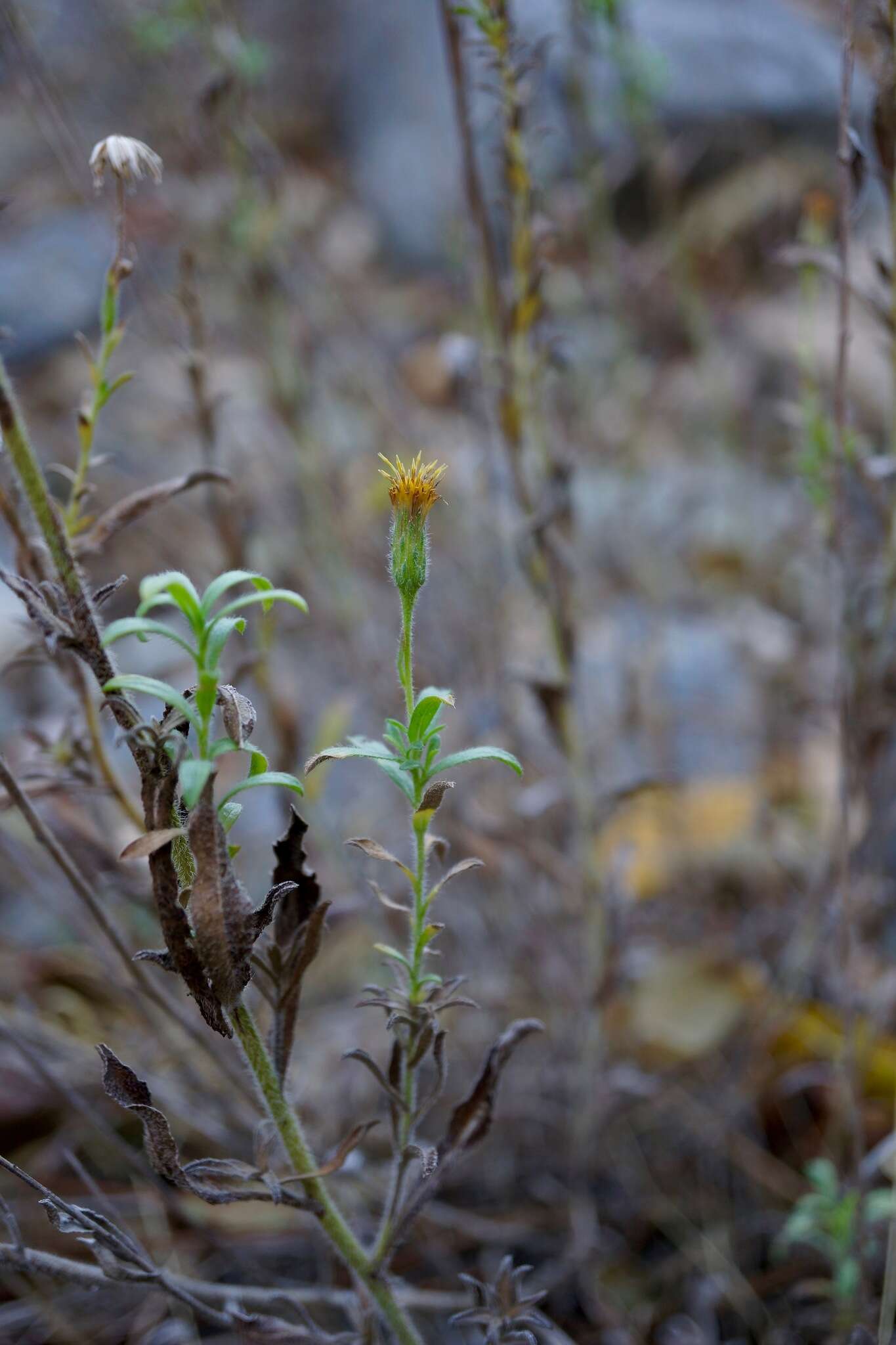 Image of Oregon False Golden-Aster