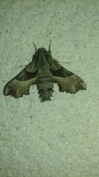 Image of Willowherb Hawkmoth