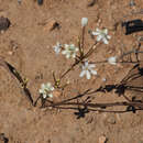 Image of Ixia paucifolia G. J. Lewis