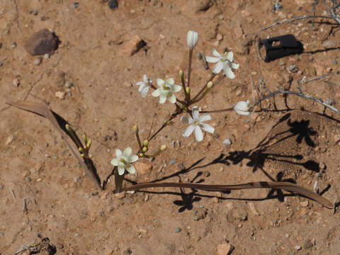 Image of Ixia paucifolia G. J. Lewis