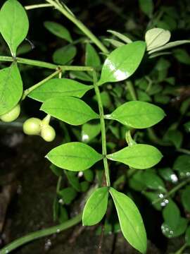 Image of Chrysojasminum humile (L.) Banfi