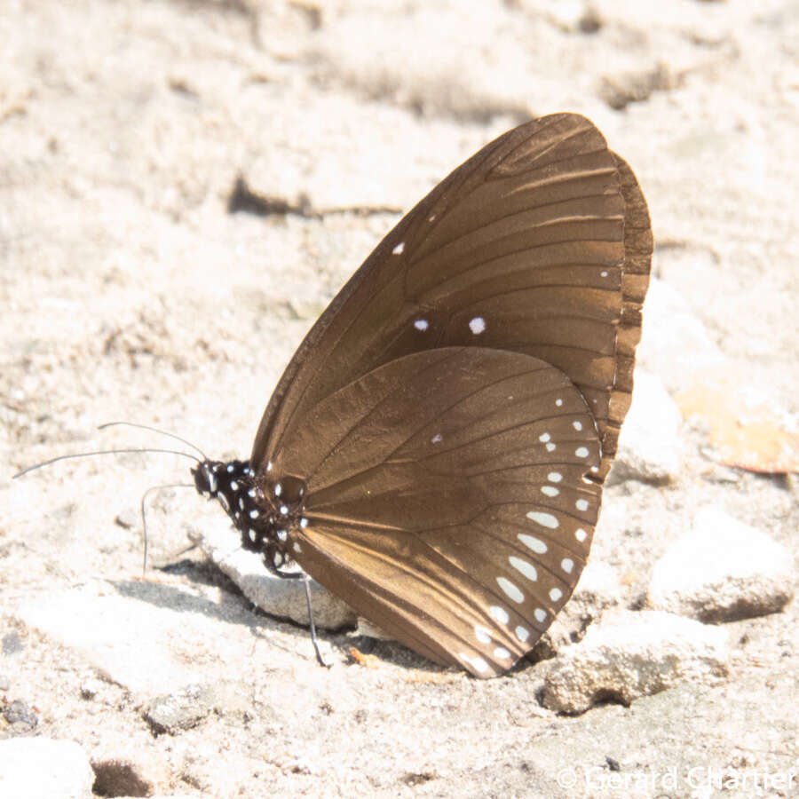 Image of Euploea midamus chloe Guérin 1843