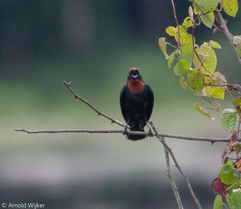 Image of Chestnut-capped Blackbird