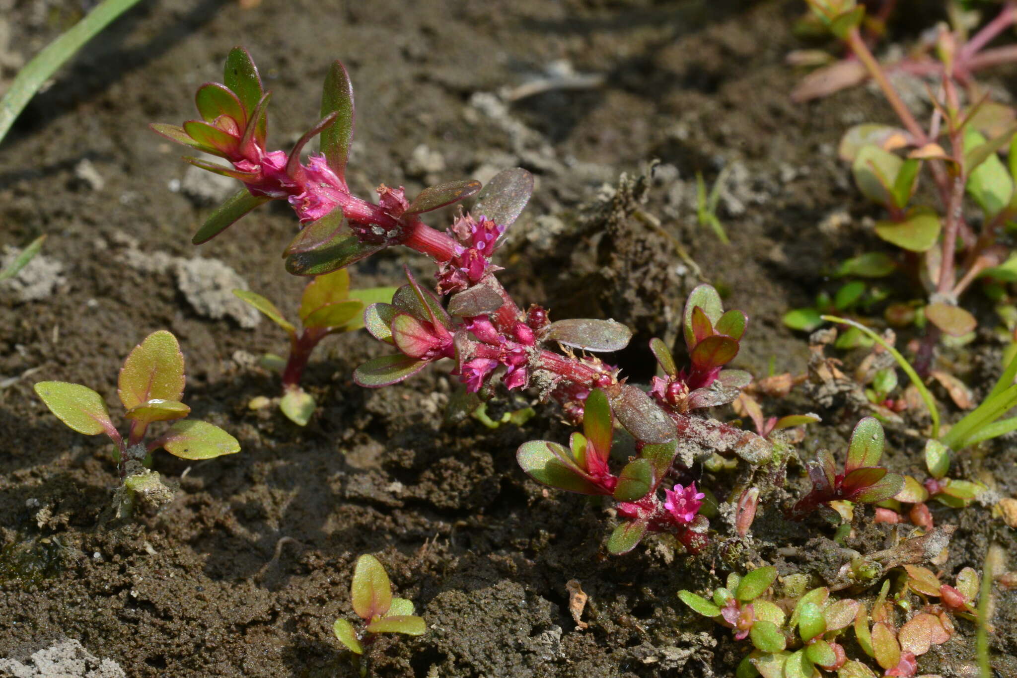 Image of Indian toothcup