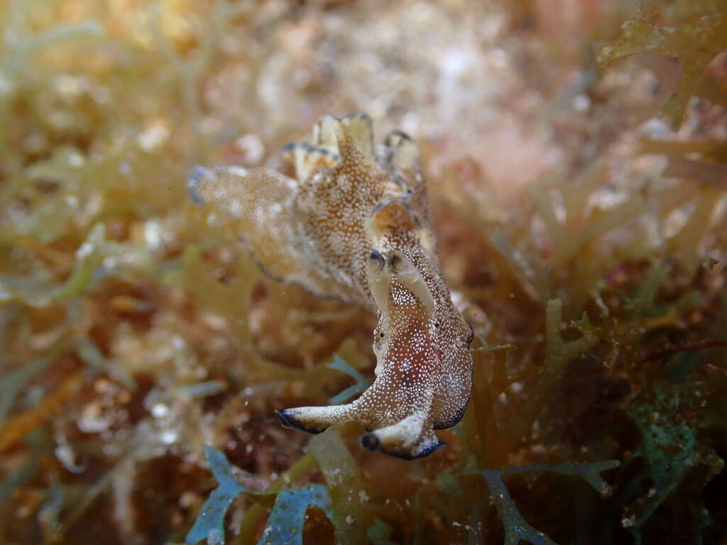 Image of Aplysia ghanimii Golestani, Crocetta, Padula, Camacho, Langeneck, Poursanidis, Pola, Yokeş, Cervera, Jung, Gosliner, Araya, Hooker, Schrödl & Valdés 2019