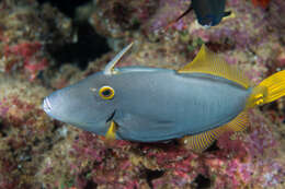 Image of Barred Filefish