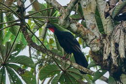 Image of Spix's Guan