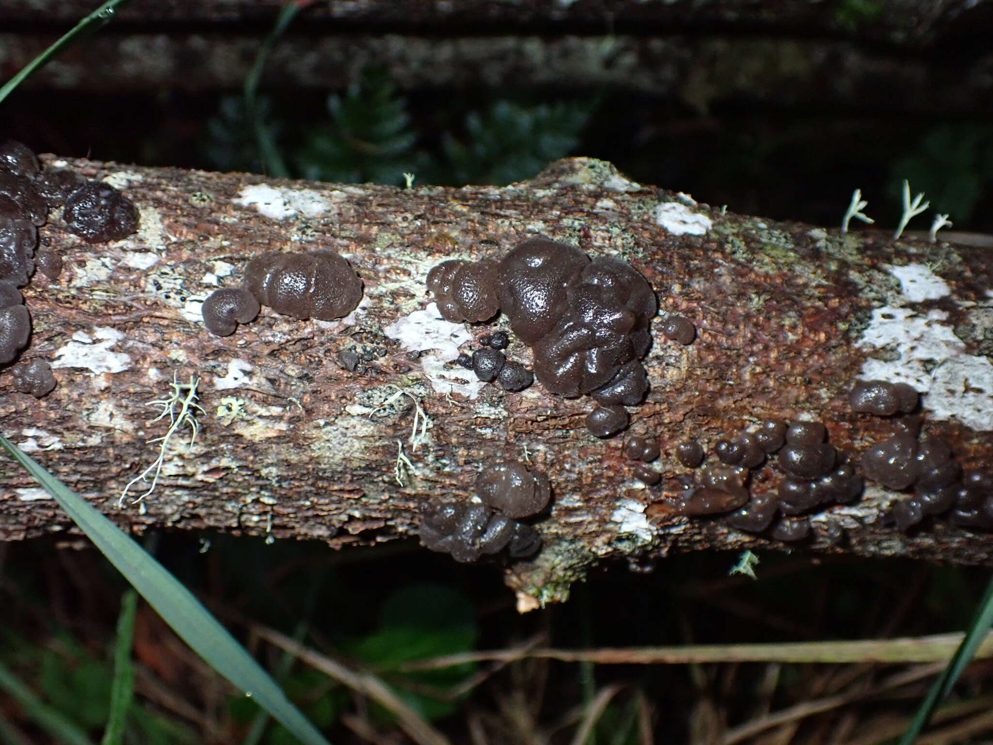 Image of Exidia novozealandica Lloyd 1925