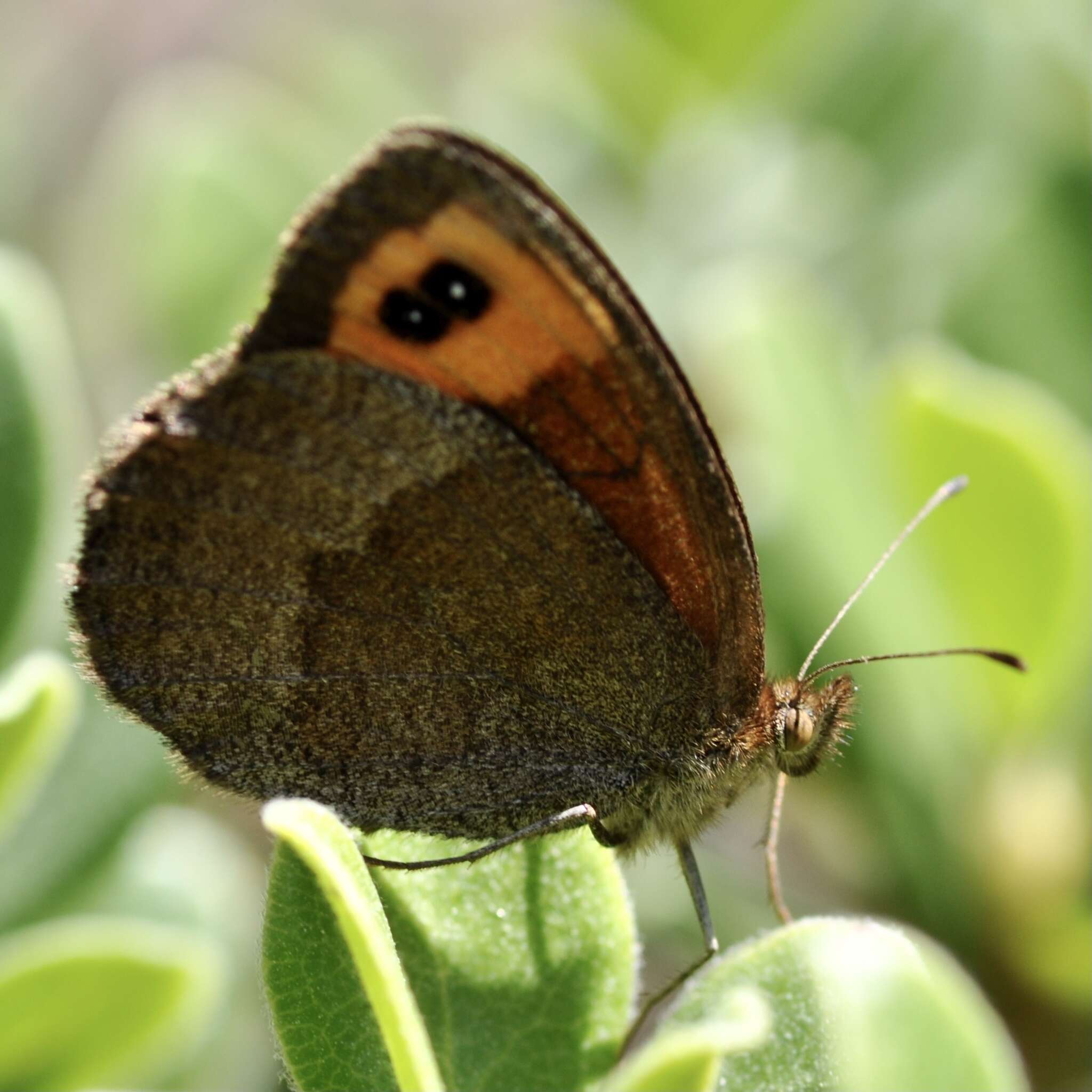 Image of Zapater’s Ringlet