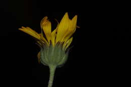 Image of Calendula suffruticosa Vahl