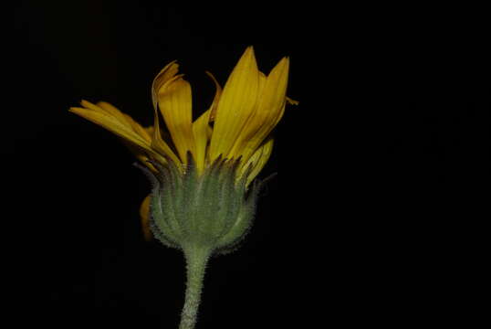 Image of Calendula suffruticosa Vahl