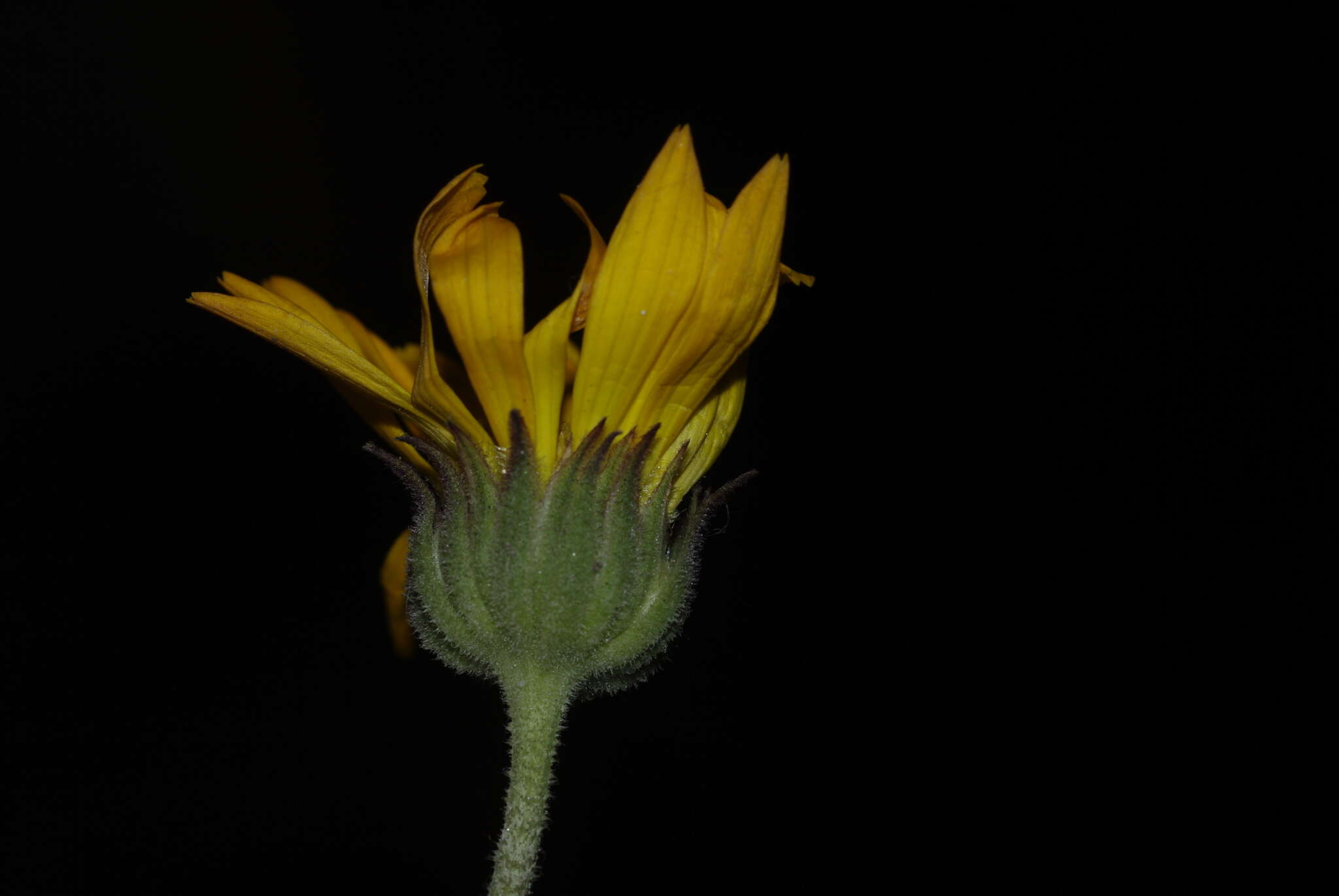 Image of Calendula suffruticosa Vahl