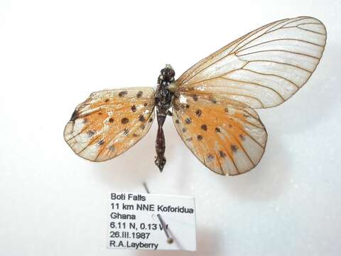 Image de Acraea quirina Fabricius 1781