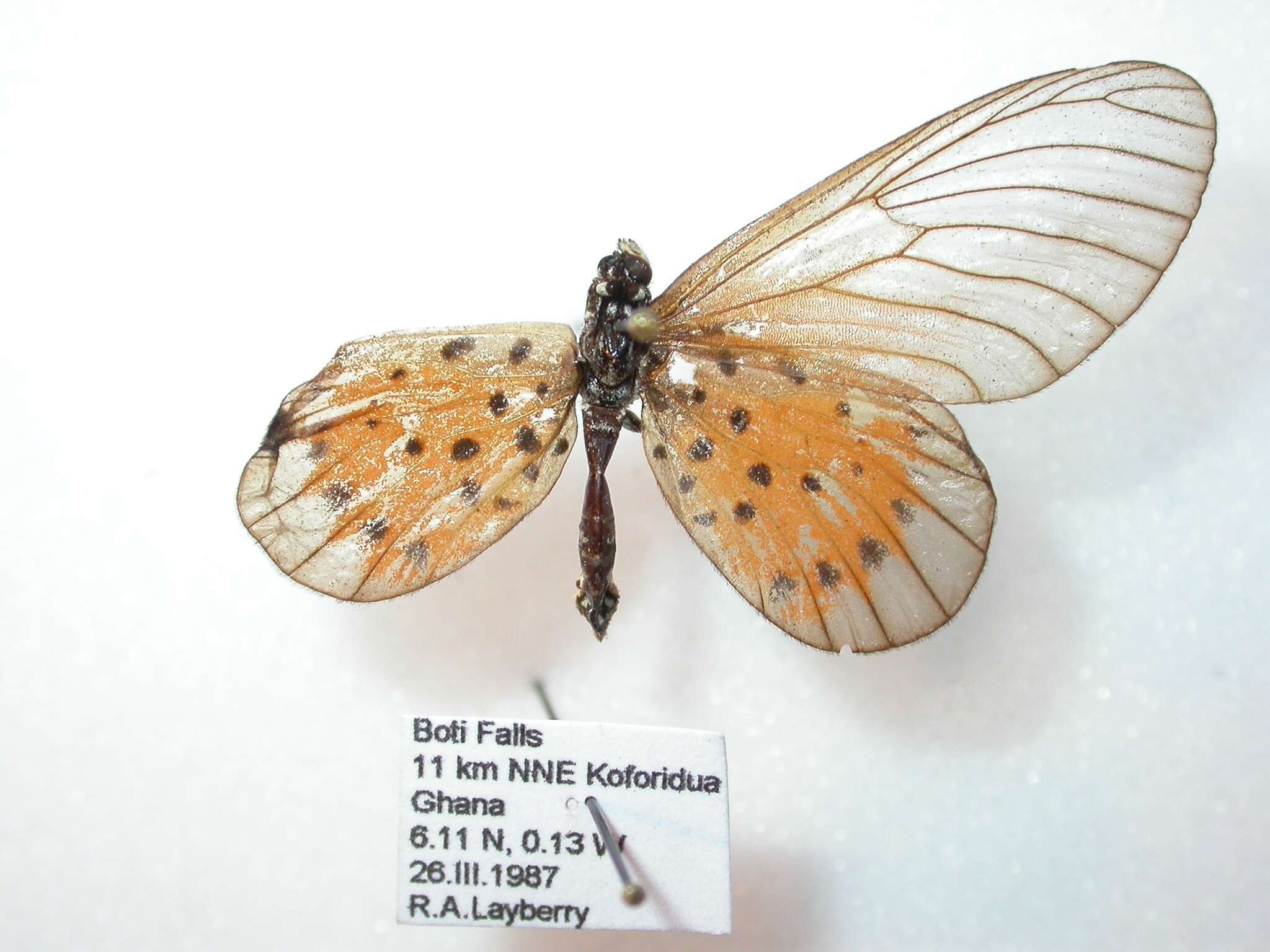 Image of Acraea quirina Fabricius 1781