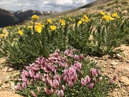 Image of dwarf clover