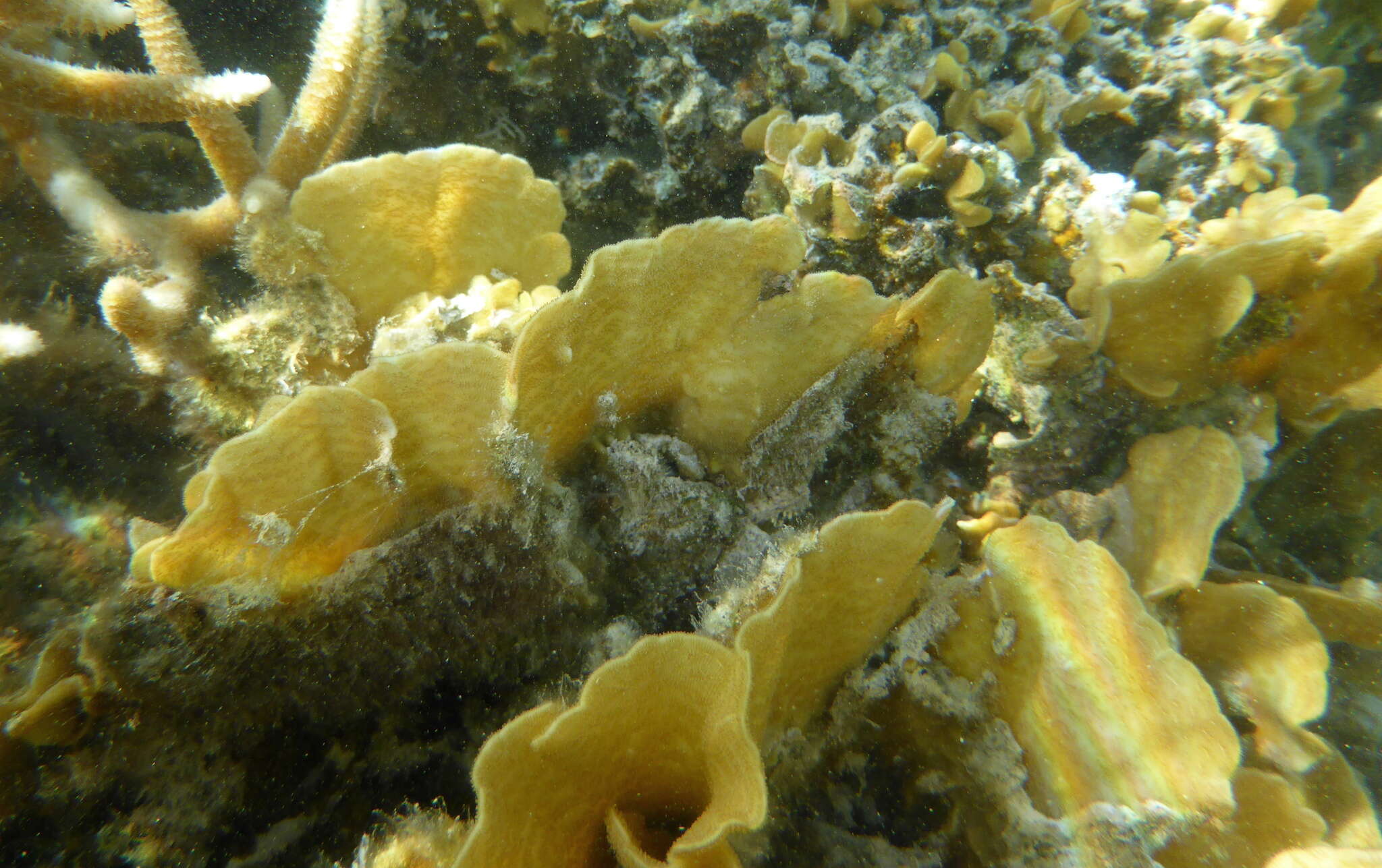 Image of leaf coral