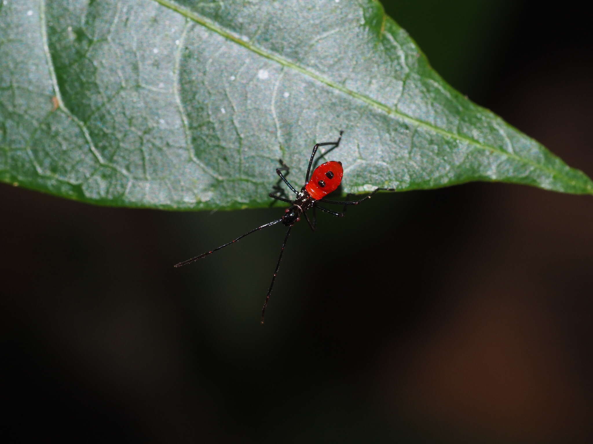 Sivun Paradasynus spinosus Hsiao 1963 kuva