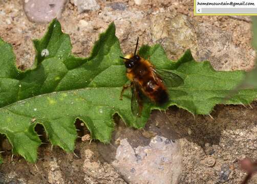 Image of Anthophora plagiata (Illiger 1806)