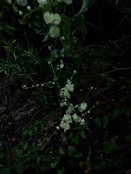 Image of Antigonon flavescens S. Wats.