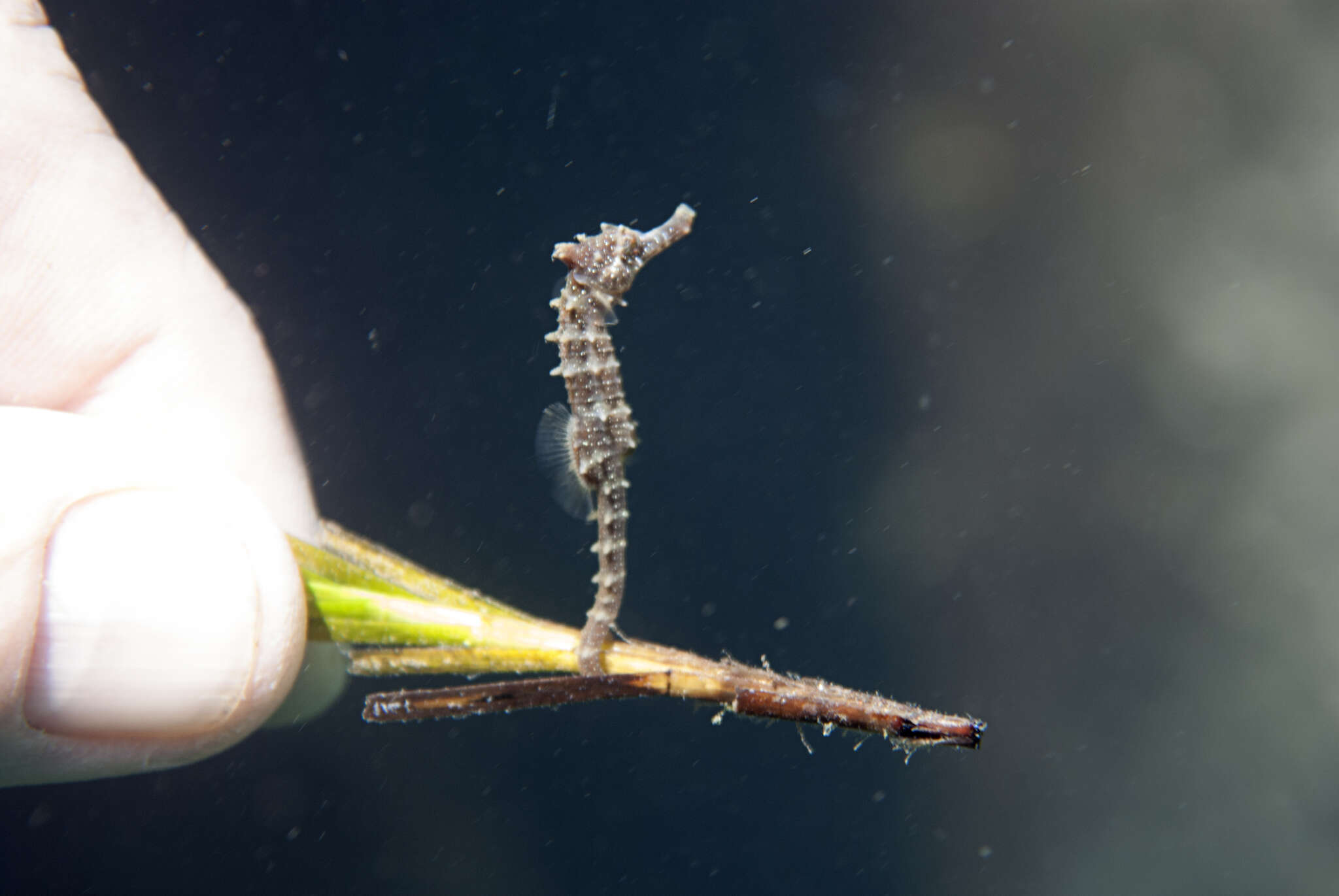 Image of Knobby Seahorse