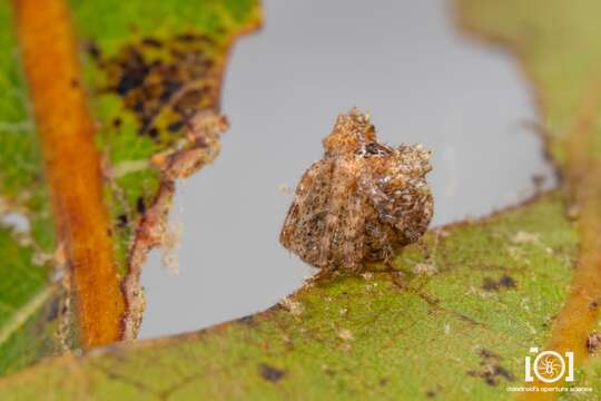 Image of Pale Frilled Orbweaver