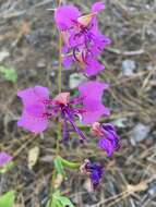 صورة Clarkia mildrediae subsp. mildrediae