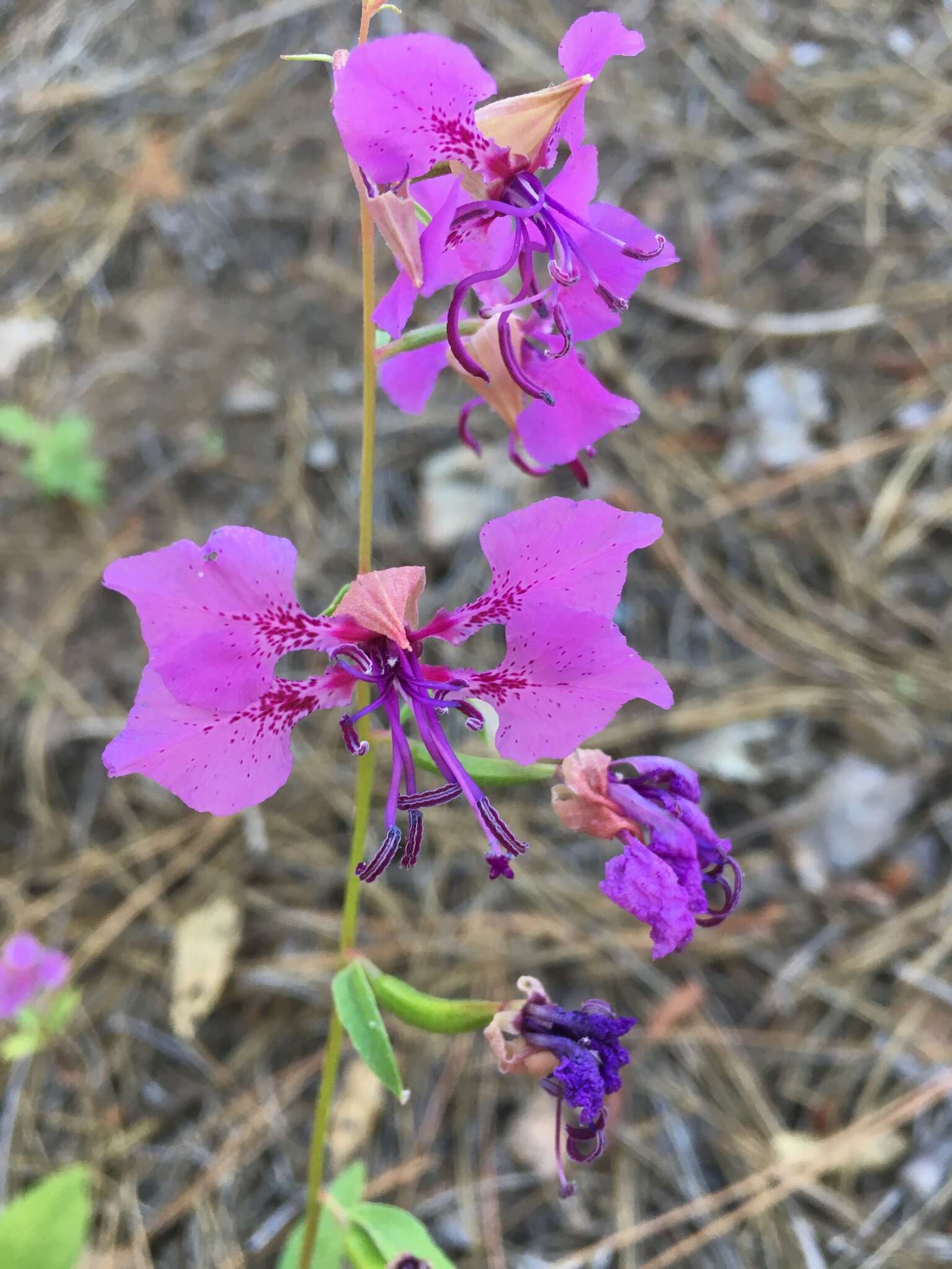 صورة Clarkia mildrediae subsp. mildrediae