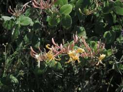 Image of Etruscan honeysuckle