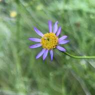 Image of serpentine erigeron