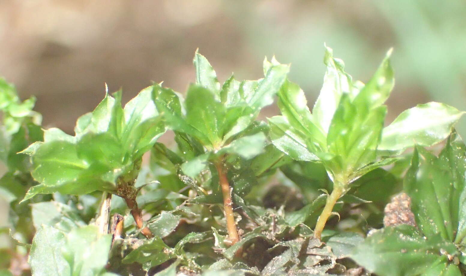 Image of Rhodobryum umbraculum W. P. Schimper ex Paris 1898