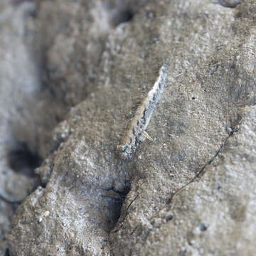 Image of Slender mudskipper