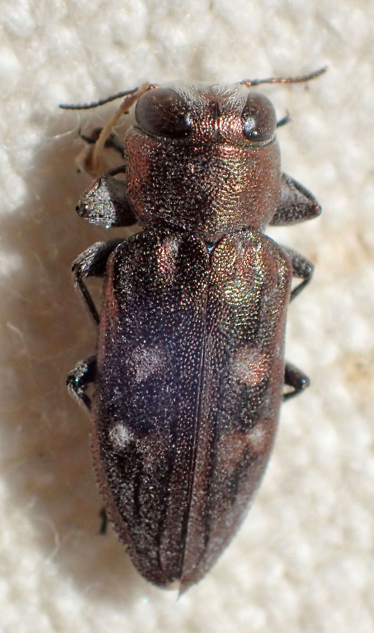 Chrysobothris debilis Le Conte 1860的圖片