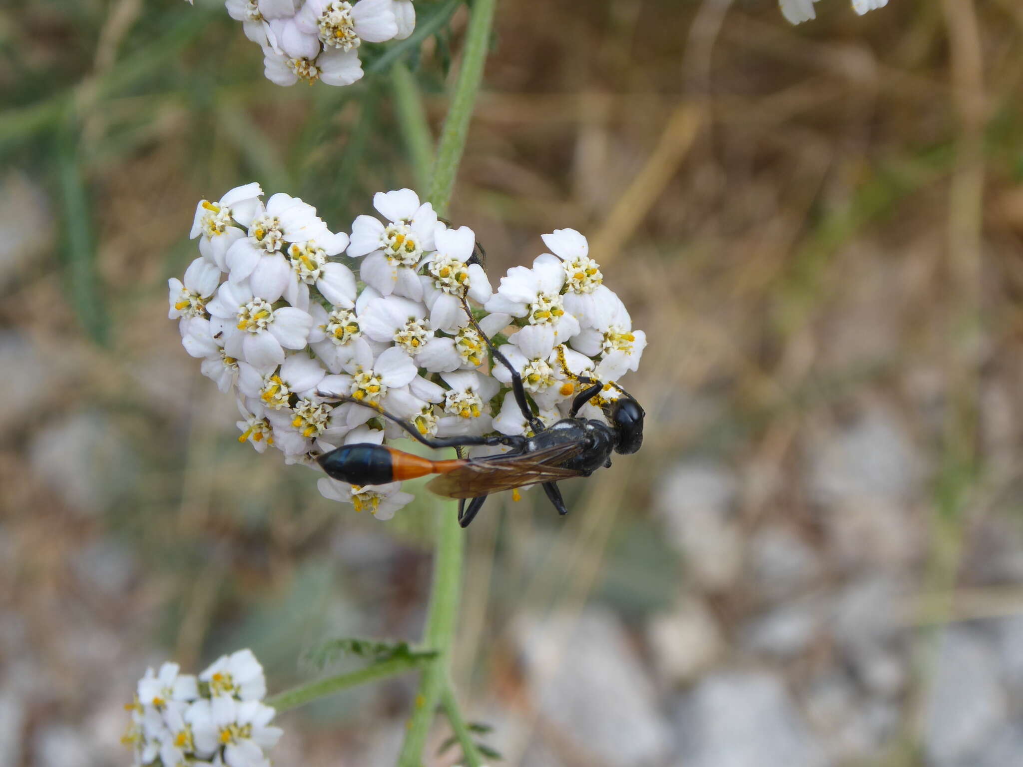 Image of Ammophila sabulosa (Linnaeus 1758)