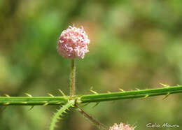 Sivun Mimosa quadrivalvis var. leptocarpa (DC.) Barneby kuva