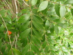 Image of Myrciaria tenella (DC.) O. Berg