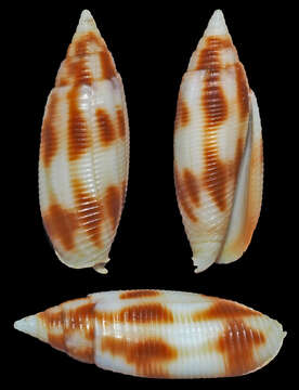 Image of Nebularia edentula (Swainson 1823)