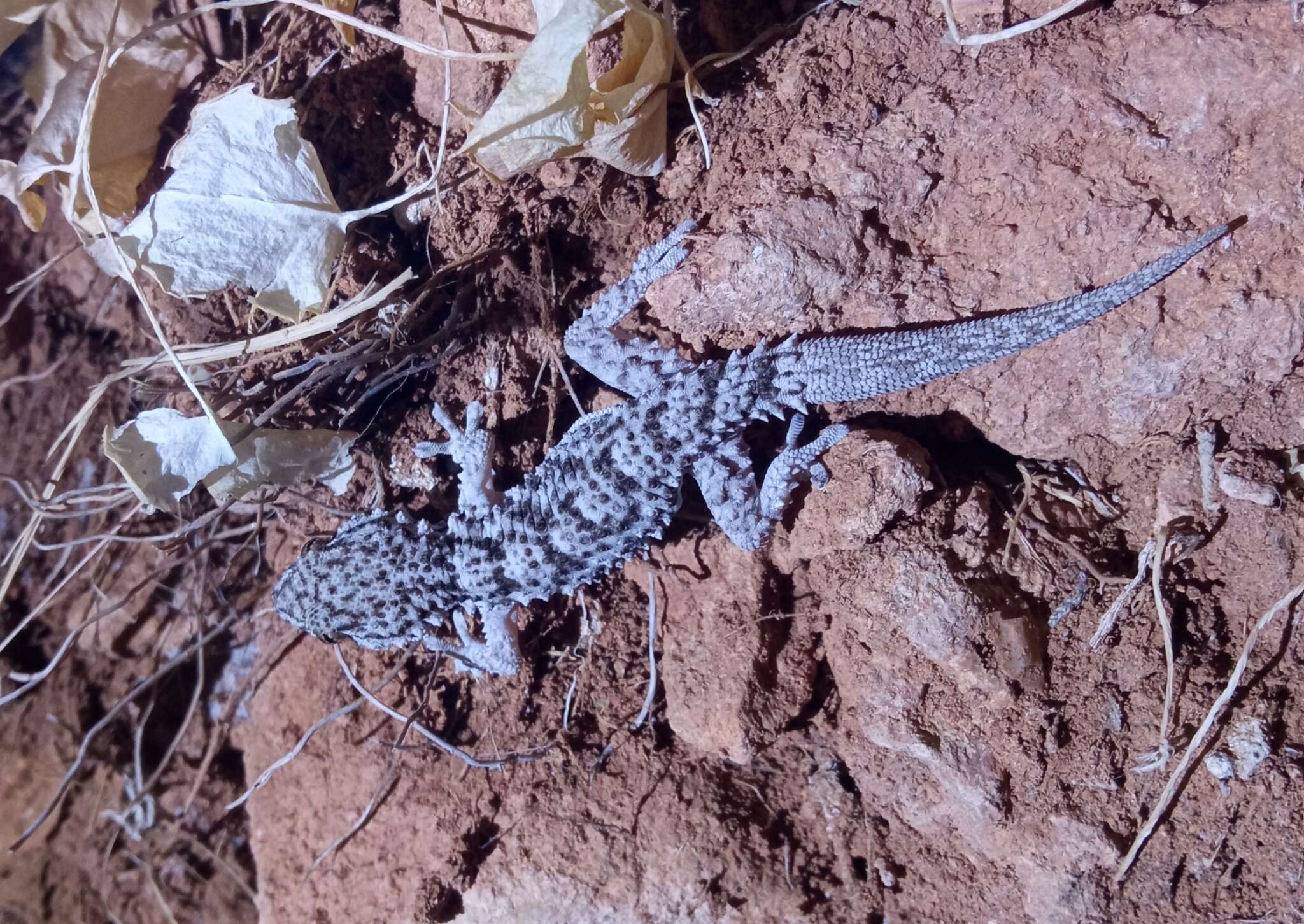 Image of Moorish Gecko