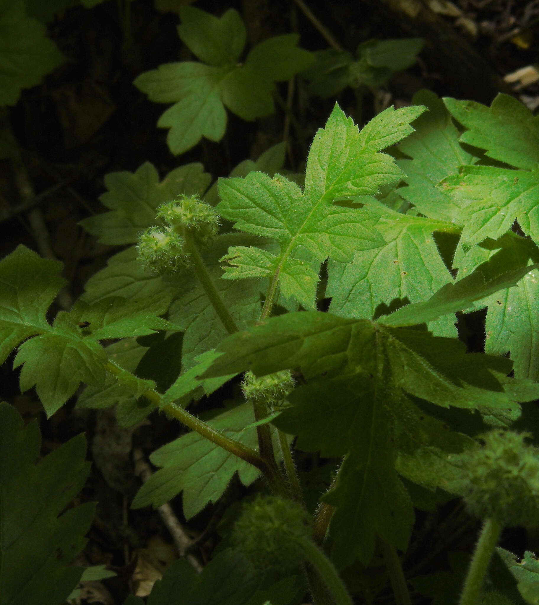 Hydrophyllum macrophyllum Nutt.的圖片