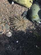 Image of silver-spotted sea anemone