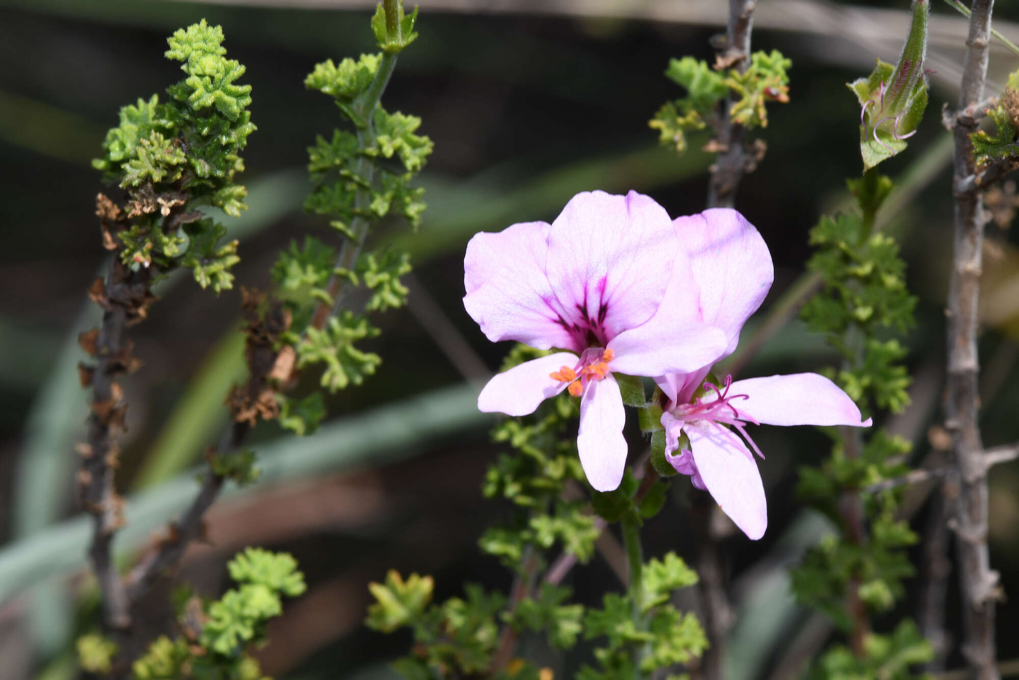 Image of Pelargonium crispum (Berg.) L'Her.