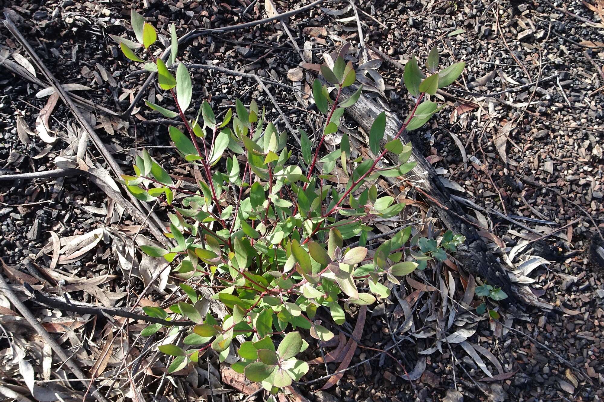 Imagem de <i>Persoonia confertiflora</i>