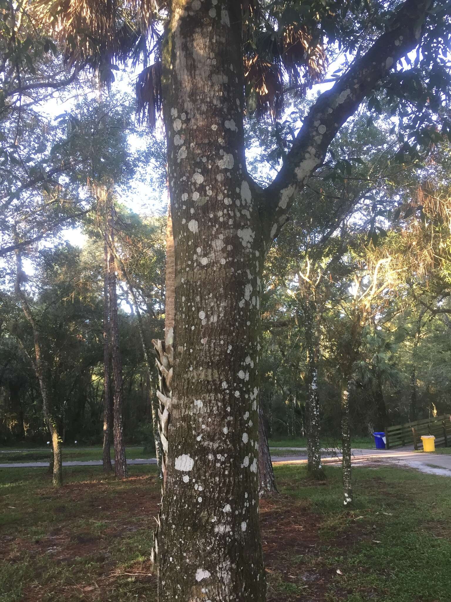 Image of Darlington Oak